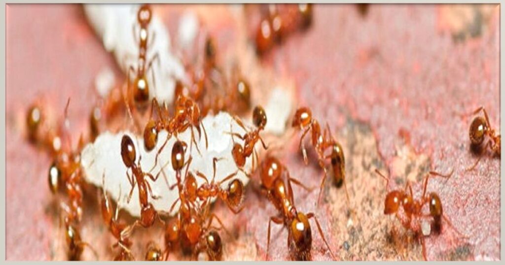 best home remedy for red ants